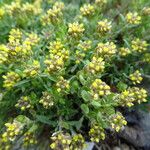 Alyssum desertorum फूल