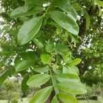 Matayba elaeagnoides Leaf