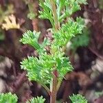 Pelargonium fruticosum Leaf