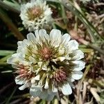 Trifolium occidentale Blomma