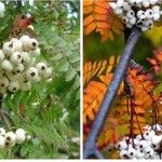 Sorbus koehneana Fruit