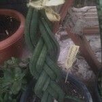 Sansevieria cylindricaপাতা