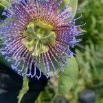 Passiflora pinnatistipula Virág