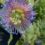 Passiflora pinnatistipula Flors