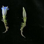 Gentiana meiantha موطن