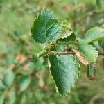 Betula humilis Лист