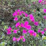 Rhododendron kiusianum Flor