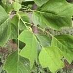 Liriodendron chinense Folha