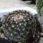 Mammillaria barbata Leht