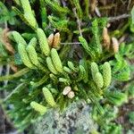 Diphasiastrum alpinum Likasa