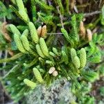 Lycopodium alpinum পাতা