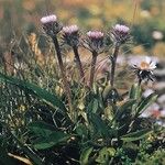 Erigeron uniflorus Агульны выгляд