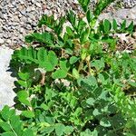 Astragalus chinensis