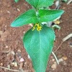 Synedrella nodiflora Feuille