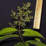 Miconia longifolia Други