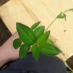 Melastomastrum capitatum Leaf