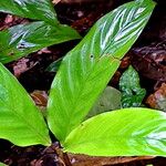 Hylaeanthe unilateralis Hoja
