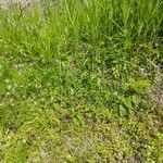 Eleocharis acicularis Hoja