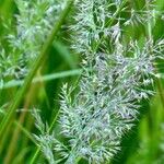 Calamagrostis arundinacea Fruto