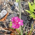 Armeria alpina Coajă