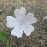 Malva hispanica Blomma