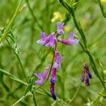 Vicia dalmatica 花