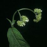 Heliotropium melanochaeta Flower