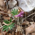 Corydalis intermedia Листок