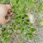 Phyllanthus reticulatus Leaf