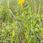 Lysimachia terrestris Habit