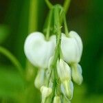 Lamprocapnos spectabilis Λουλούδι