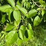 Syringa reticulata Leaf