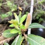 Salix pedicellata Leaf