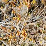 Shepherdia canadensis Цветок
