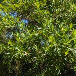 Quercus laurifolia Blad