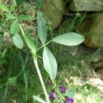 Medicago sativa Leaf