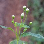 Acmella radicans Flower