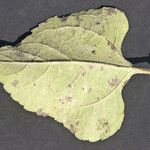 Helianthus silphioides Іншае