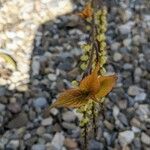 Stachyurus praecoxΦύλλο