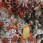 Banksia robur Кора