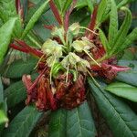 Rhododendron barbatum Flor