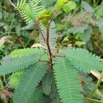 Mimosa polycarpa Blad