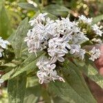 Stevia ovata Fleur