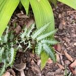 Pteris quadriaurita Blad