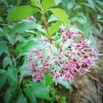 Fuchsia arborescens Flor