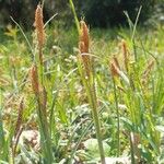 Carex acutiformisBlomst