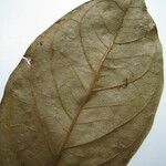 Inga brachystachys Otro