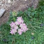 Heracleum austriacum Floare