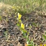 Linaria dalmatica Çiçek