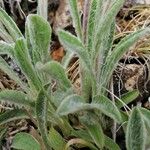 Inula montana Leaf